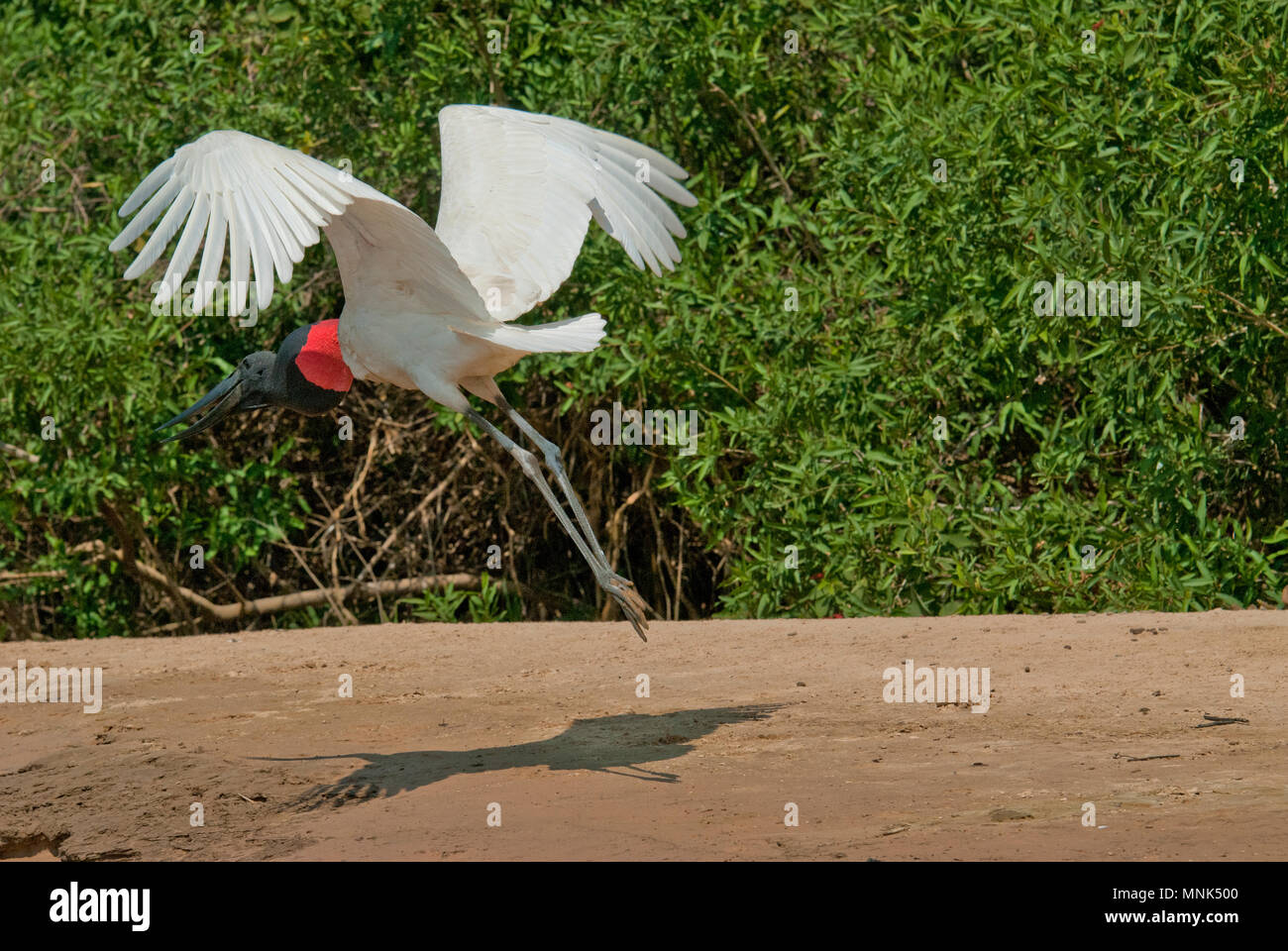 Jabiru-storches (Jabiru mycteria) in das Pantanal im südlichen Brasilien Stockfoto