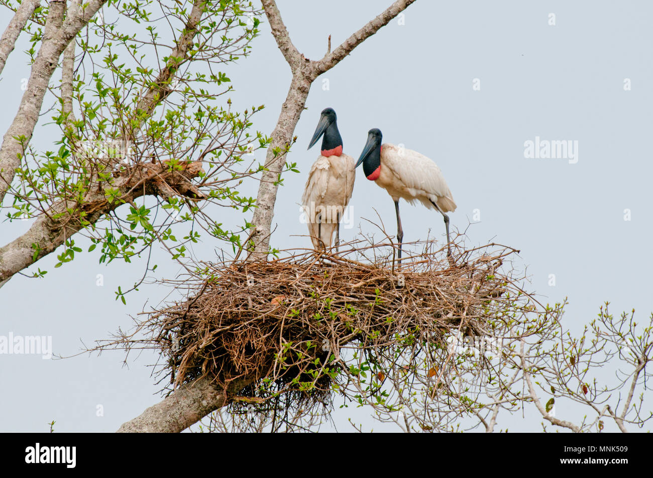 Jabiru Störche im Nest im Pantanal im südlichen Brasilien Stockfoto