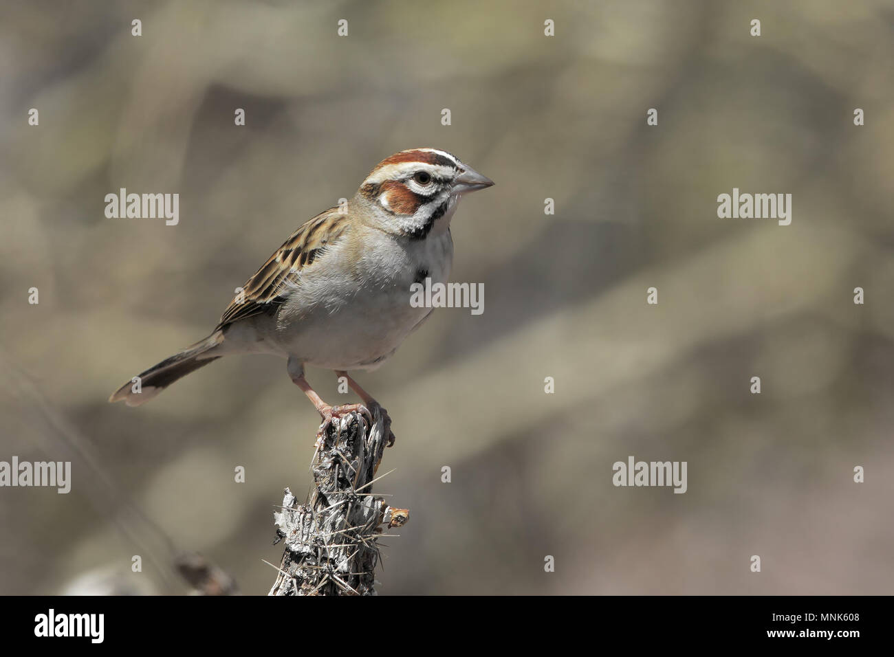 Lerche Spatz Stockfoto