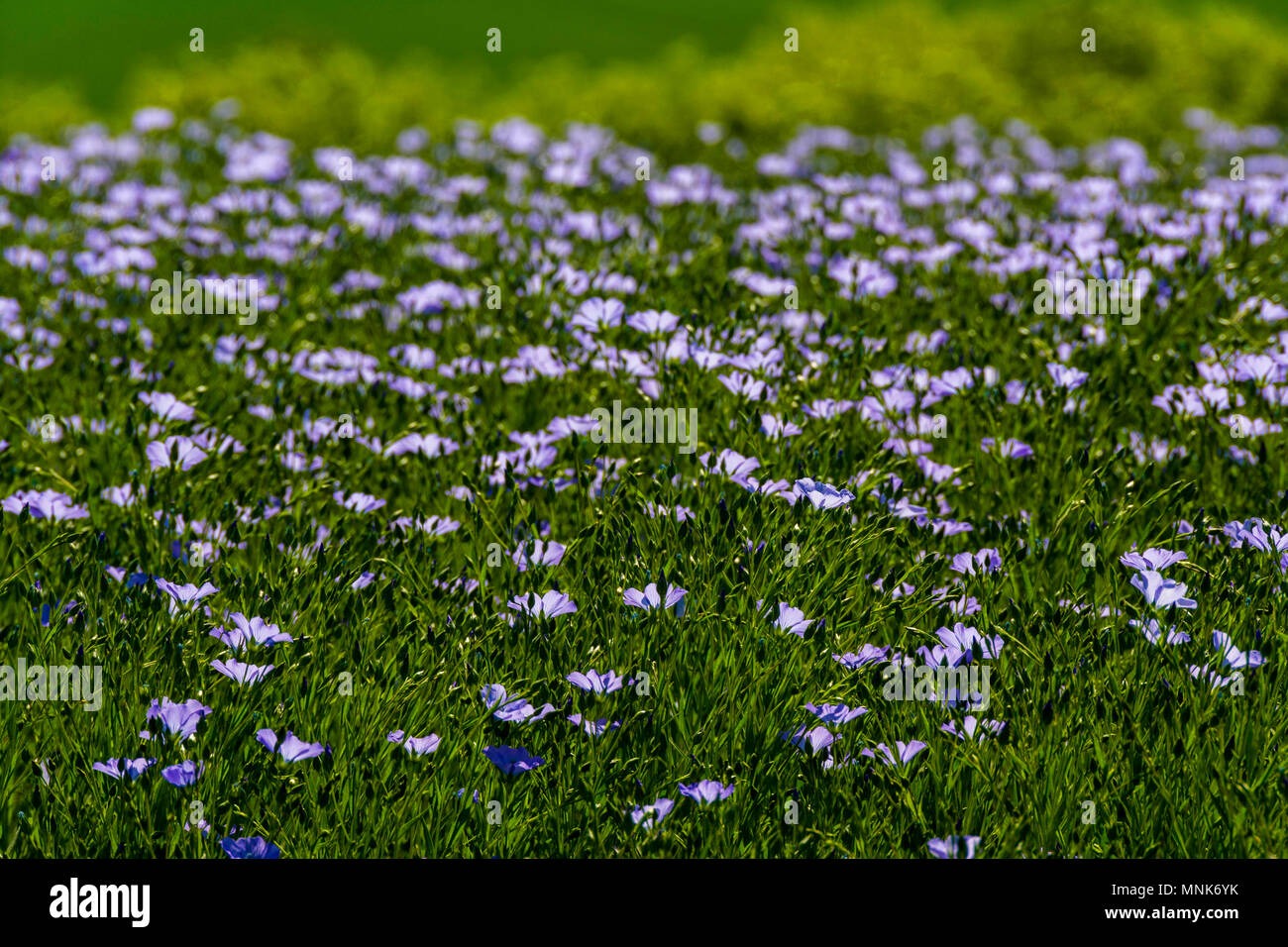 Flachs (Linum usitatissimum) in Blüte. Puy-de-Dome. Der Auvergne. Frankreich Stockfoto