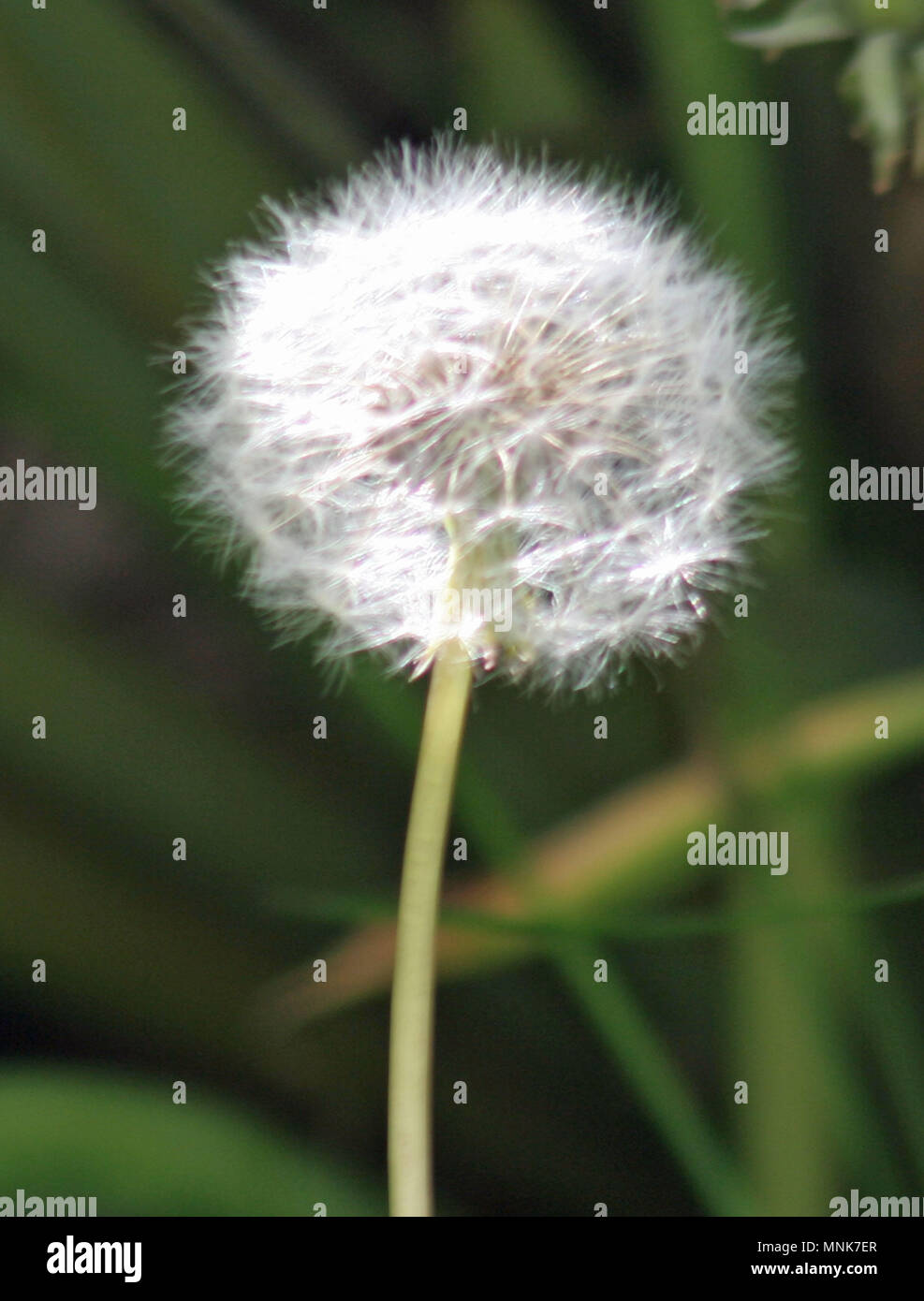 Im Garten Stockfoto