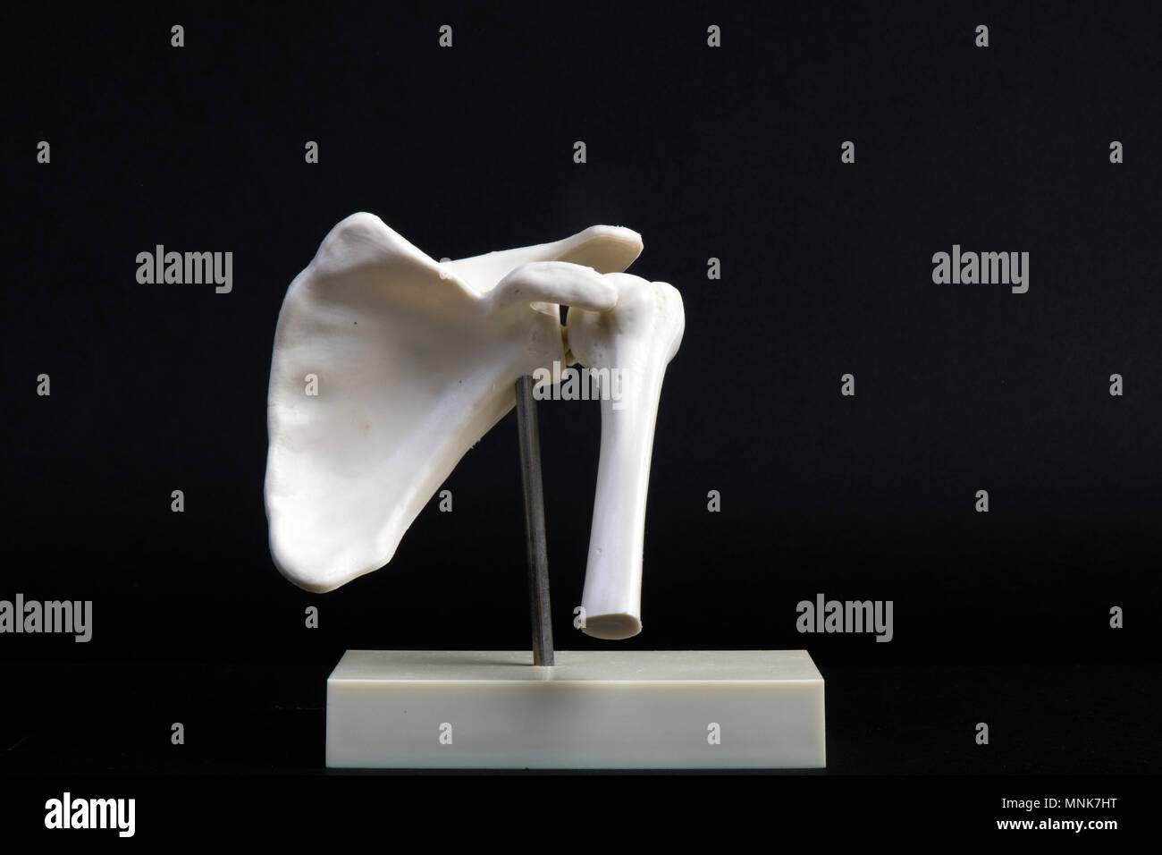 Den Haag, Niederlande - 10 april, 2016: menschliche Schulter zurück Seite Plastic model Stockfoto