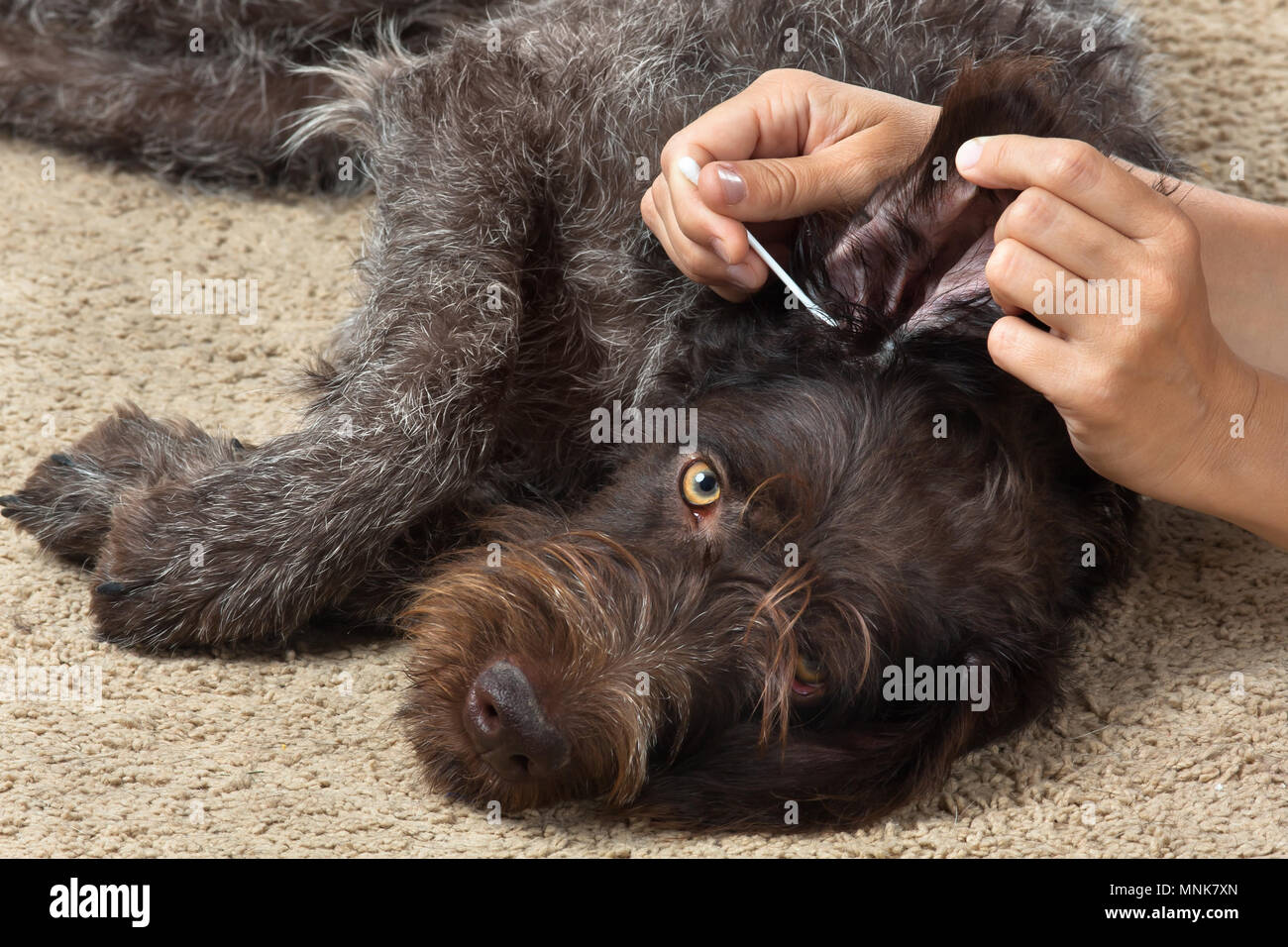 Hände Reinigung das Ohr von Hund mit Wattestäbchen Stockfoto