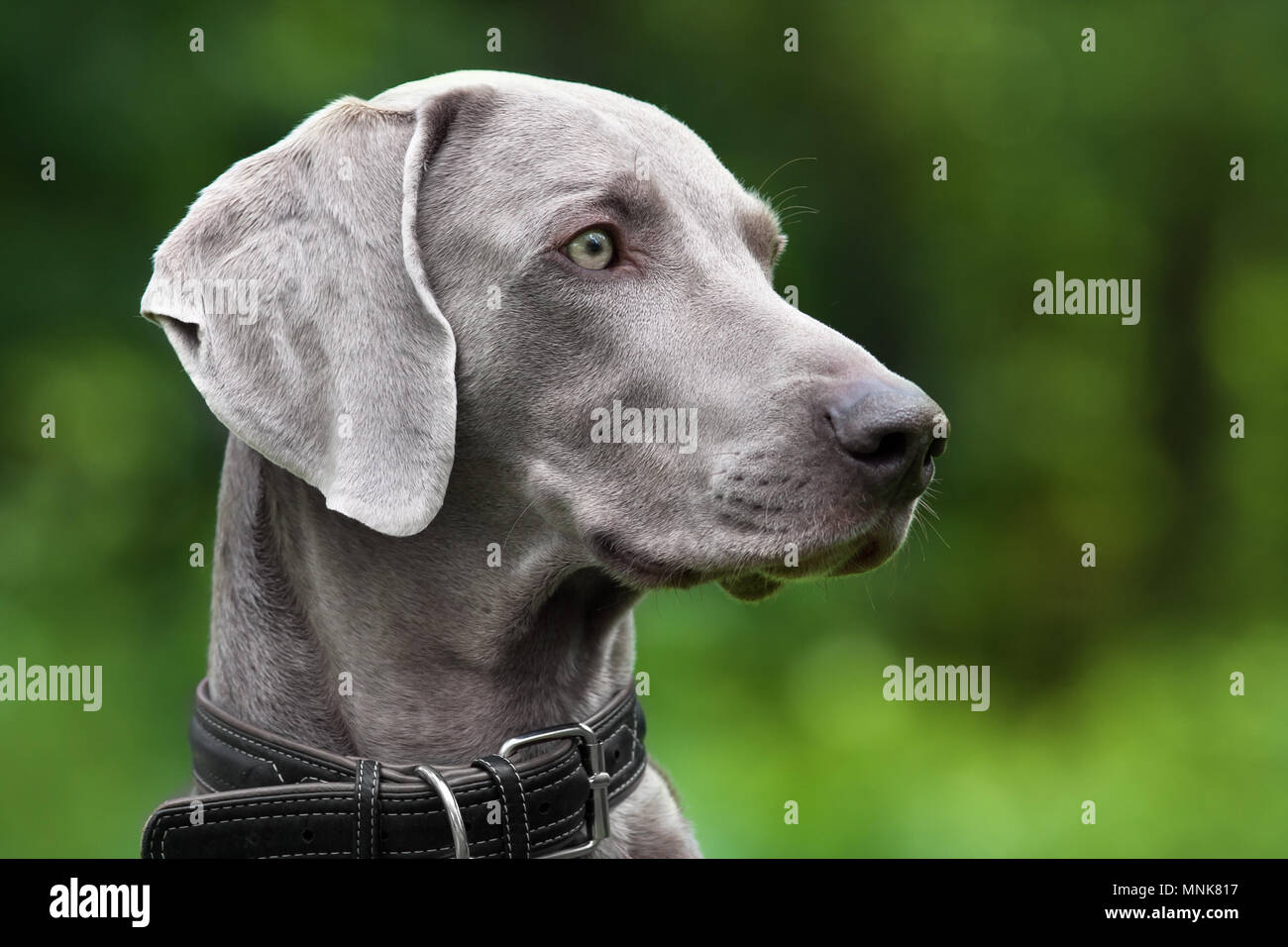 Portrait von weimaraner Hund auf Grün verschwommenen Hintergrund Stockfoto