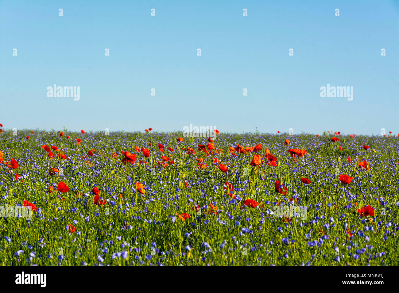 Mohnblumen und Flachs (Linum usitatissimum) in Blüte. Puy-de-Dome. Der Auvergne. Frankreich Stockfoto