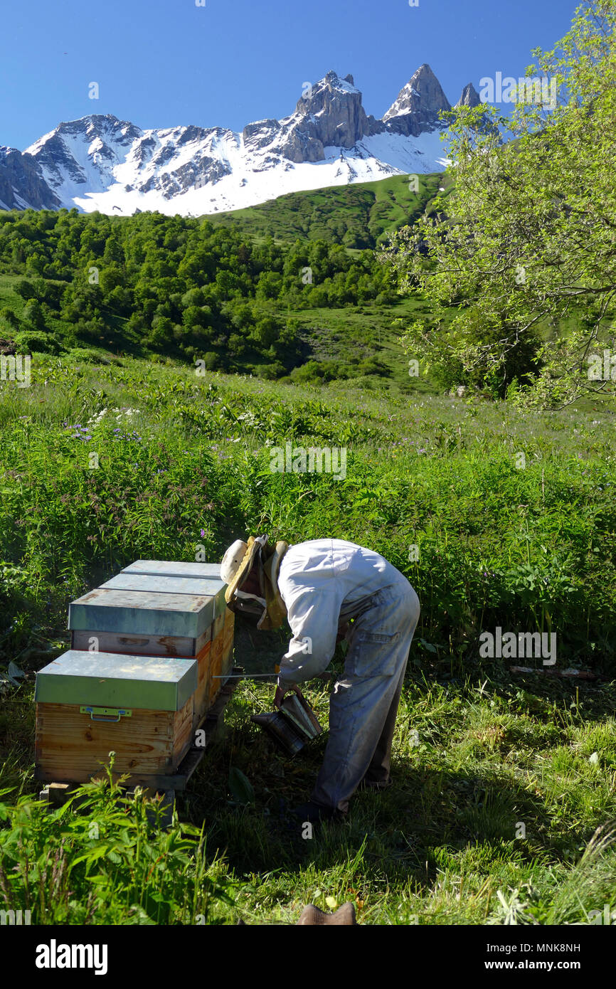 Saint-Pierre d'Albigny (Savoy, Mittel- und Osteuropa Frankreich): die Wandertierhaltung, Fabrice Bouche Imker (imker), Bewegen über 10 Bienenstöcke von La Kamm Stockfoto