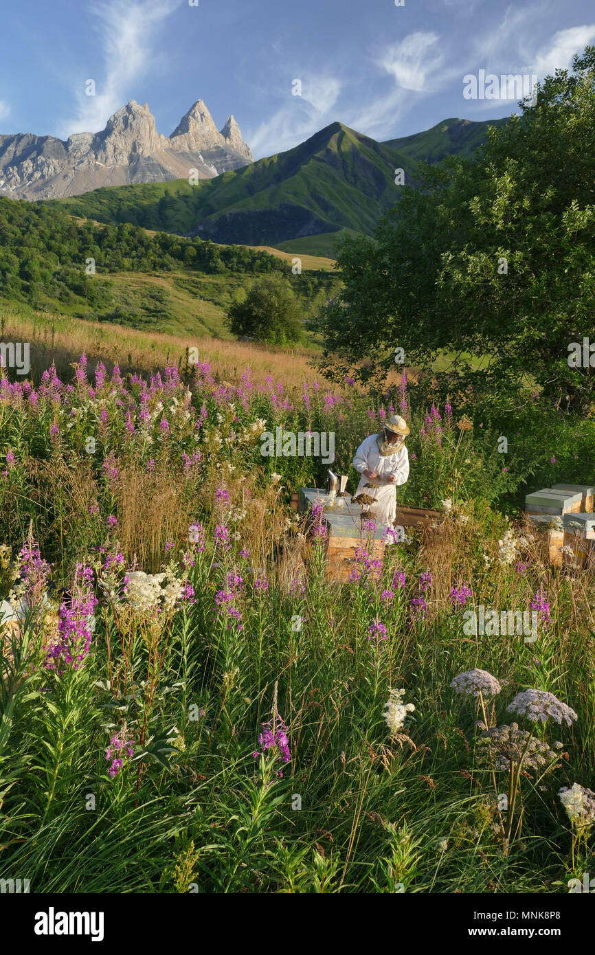 Saint-Pierre d'Albigny (Savoy, Mittel- und Osteuropa Frankreich): die Wandertierhaltung, Fabrice Bouche Imker (imker), Bewegen über 10 Bienenstöcke von La Kamm Stockfoto