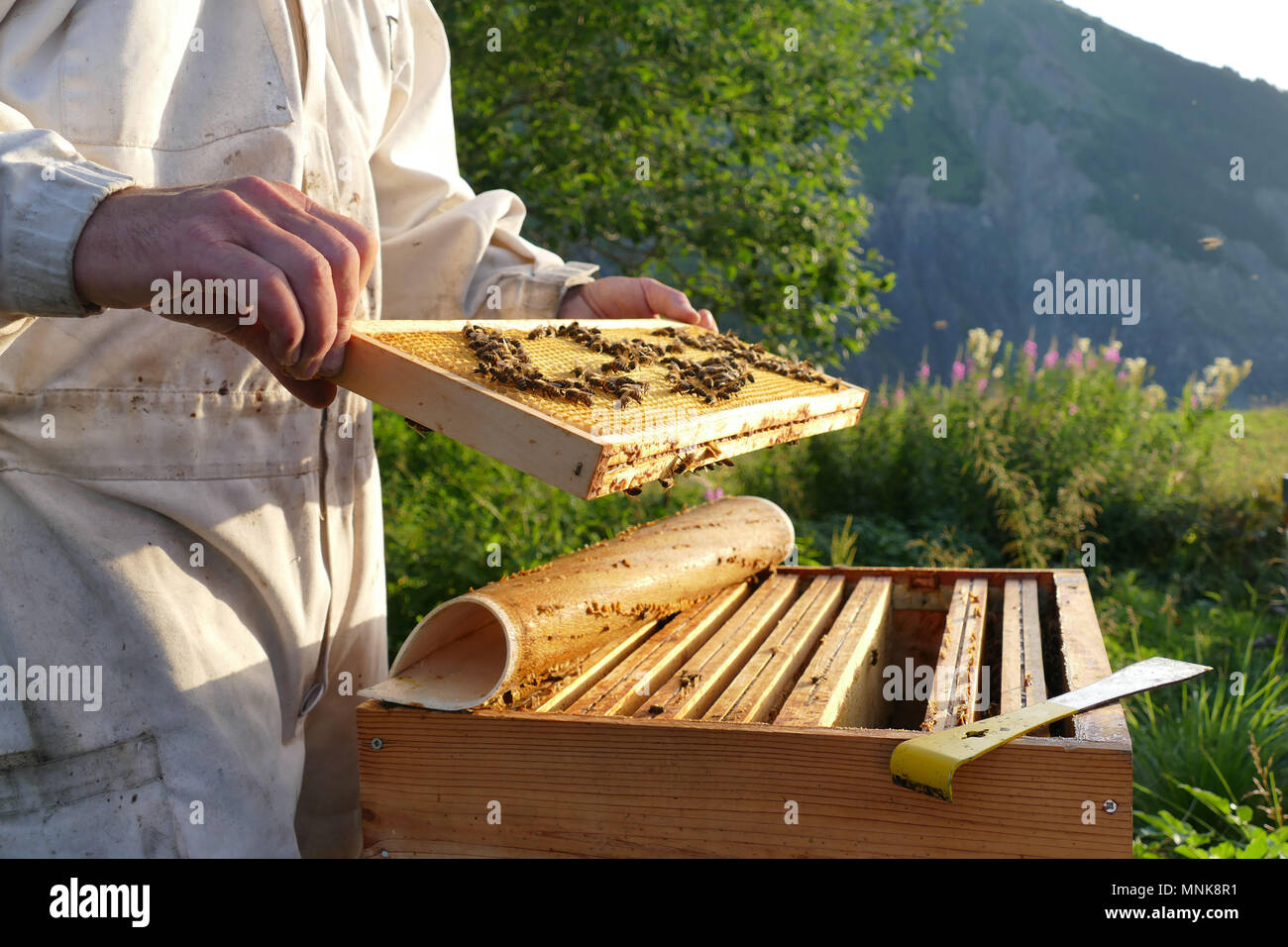 Saint-Pierre d'Albigny (Savoy, Mittel- und Osteuropa Frankreich): die Wandertierhaltung, Fabrice Bouche Imker (imker), Bewegen über 10 Bienenstöcke von La Kamm Stockfoto