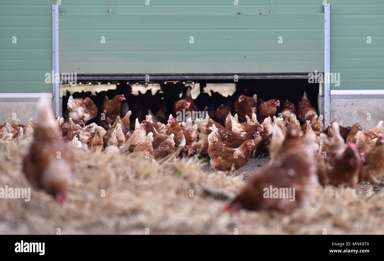 Freilandhaltung Legehennen Landwirtschaft, Laurence Sellos "Farm in Alvimare Stockfoto
