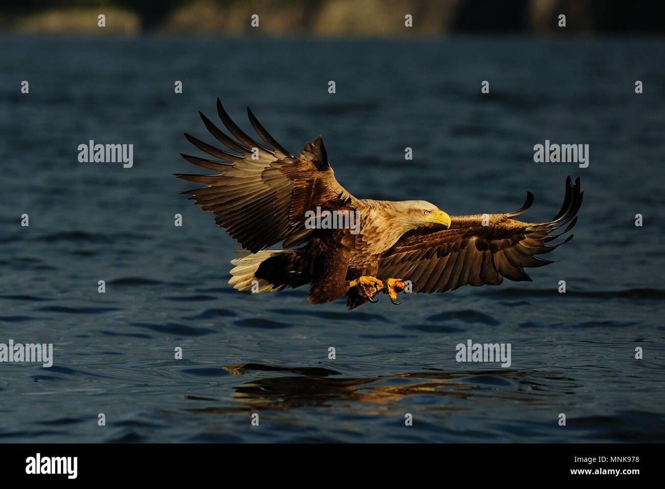 Weiße Seeadler Fliegen fangen, Raubvogel, (Haliaeetus albicilla), Norwegen Stockfoto