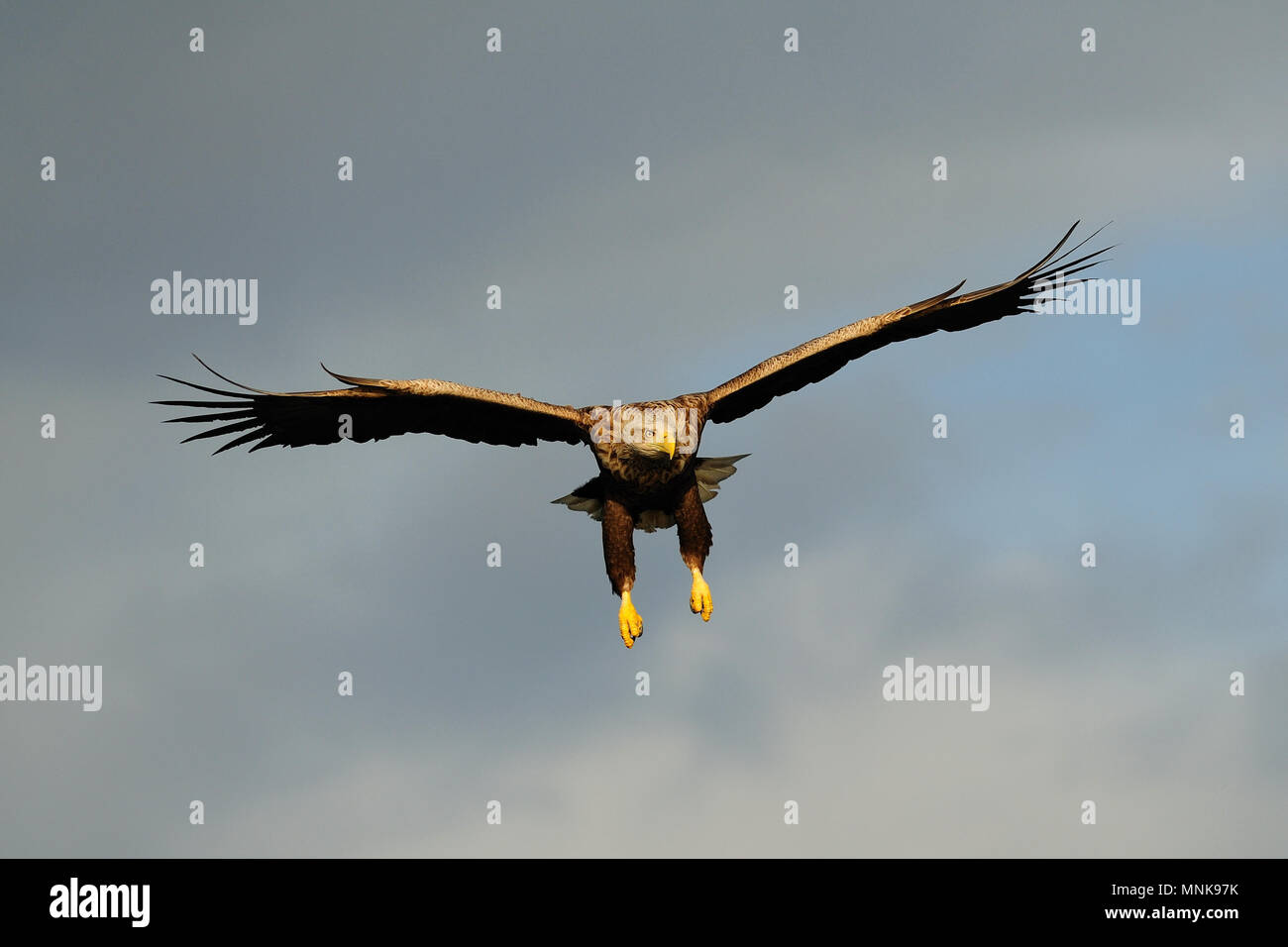 Weiße Seeadler fliegen in den Himmel, Raubvogel, (Haliaeetus albicilla), Norwegen Stockfoto