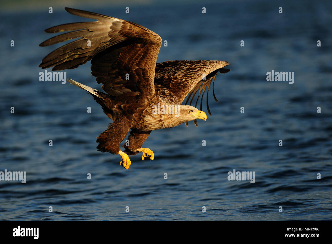 Weiße Seeadler Fliegen fangen, Raubvogel, (Haliaeetus albicilla), Norwegen Stockfoto