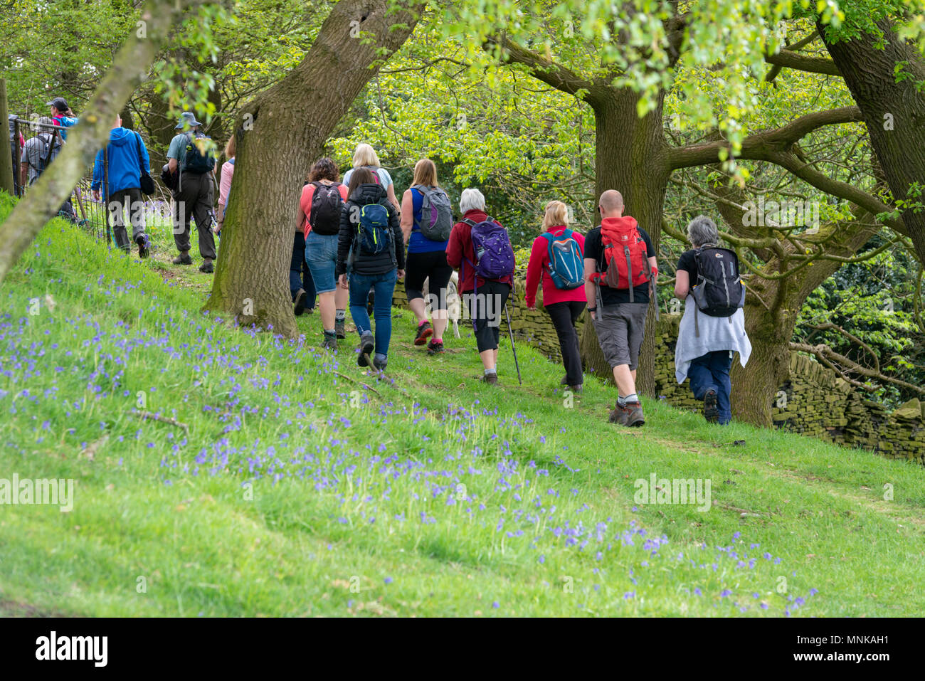 Eine Gruppe von Menschen zu Fuß in die Landschaft Yorkshires UK im Frühjahr Stockfoto