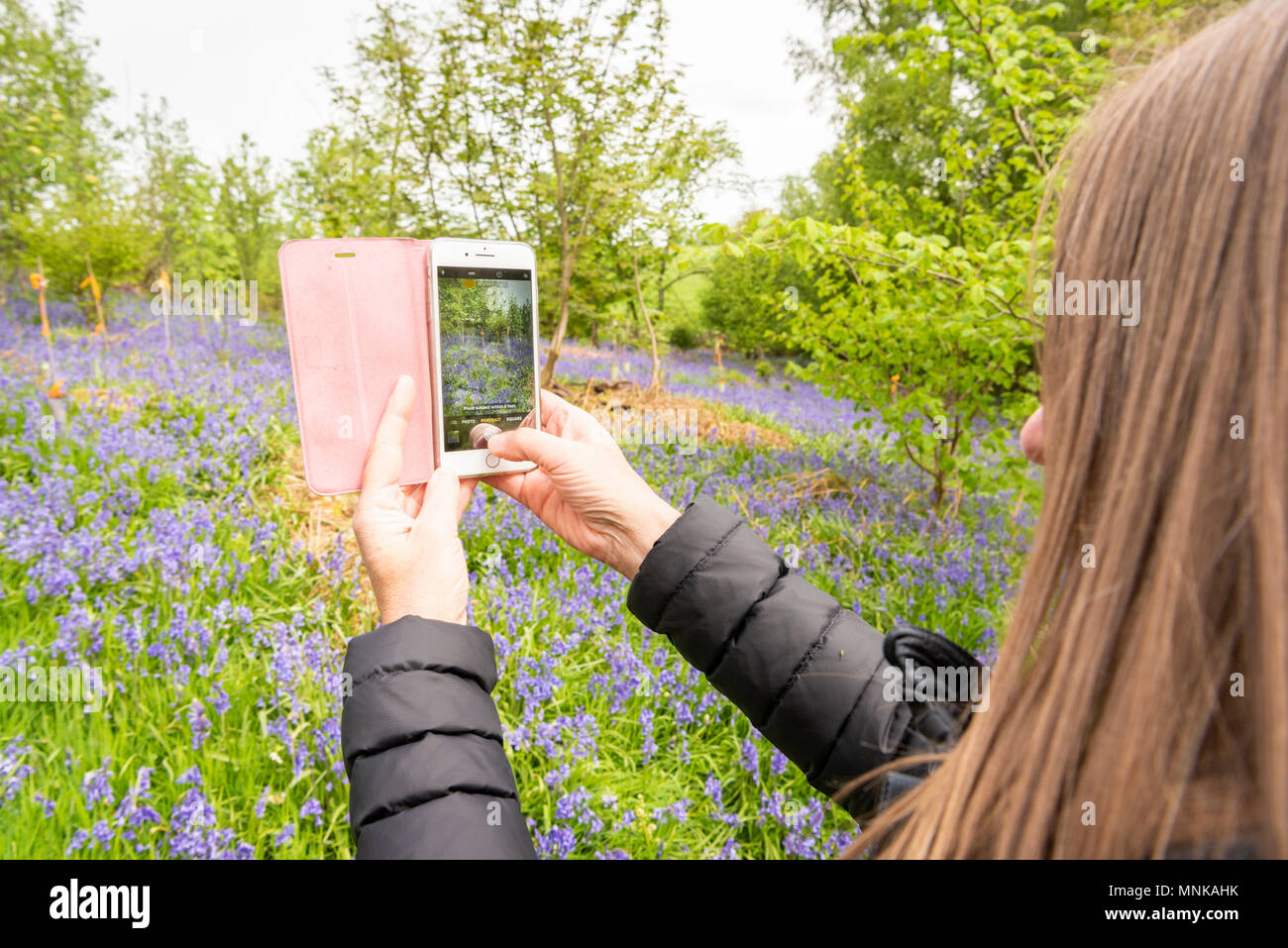 Eine Rückansicht einer Frau ein Foto von glockenblumen mit einem iPhone in Großbritannien Landschaft im Frühjahr Stockfoto