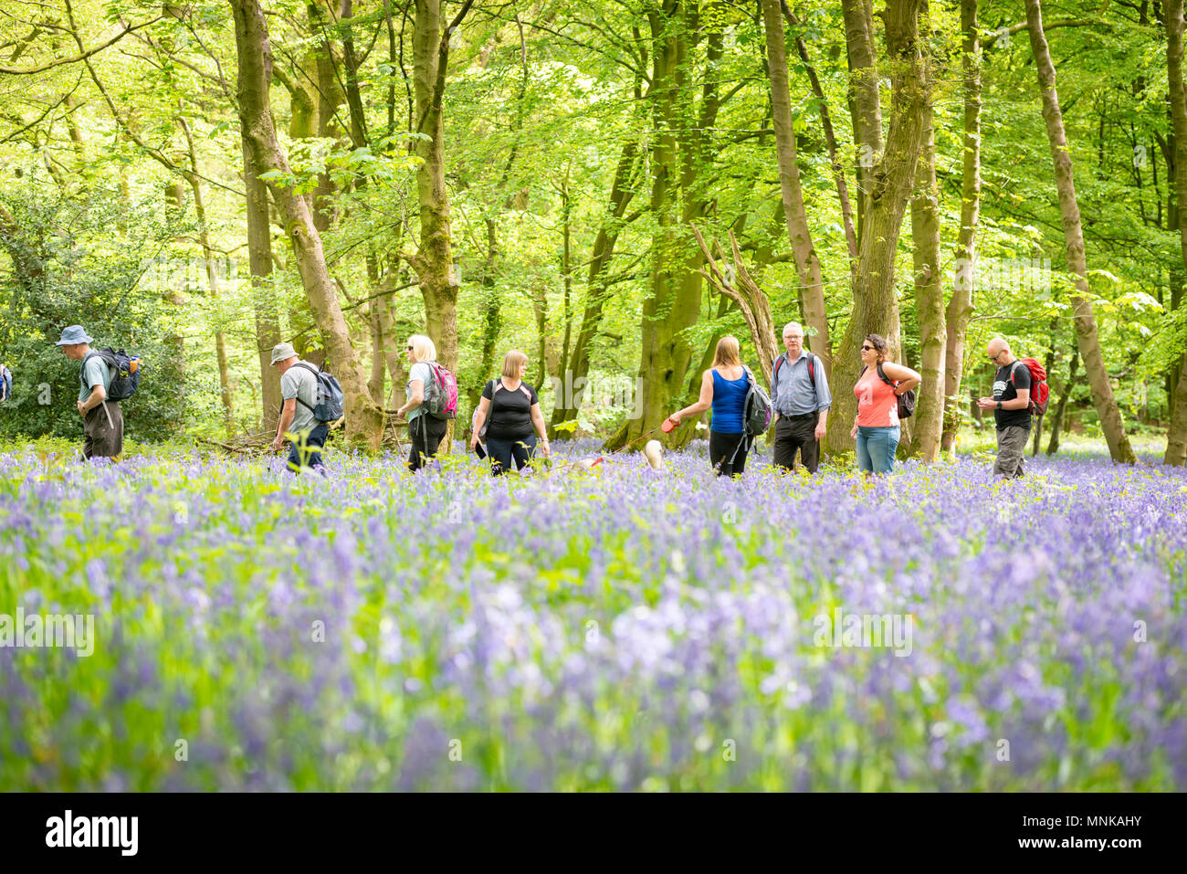 Eine Gruppe von Menschen zu Fuß in einem Bluebell Holz im Frühjahr in Yorkshire, Großbritannien Stockfoto