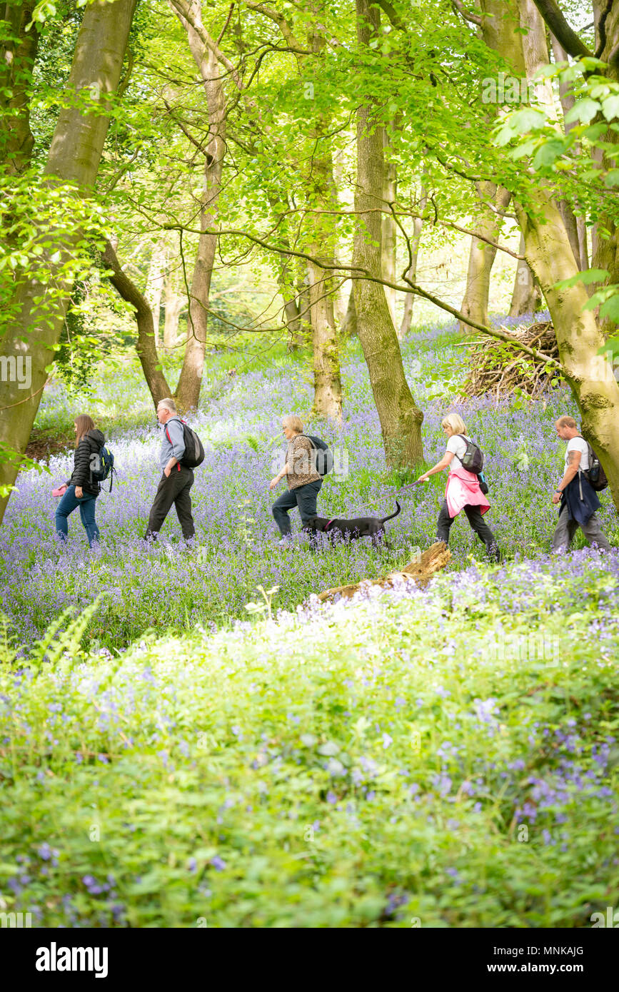 Eine Gruppe von Menschen zu Fuß in einem Bluebell Holz im Frühjahr in Yorkshire, Großbritannien Stockfoto