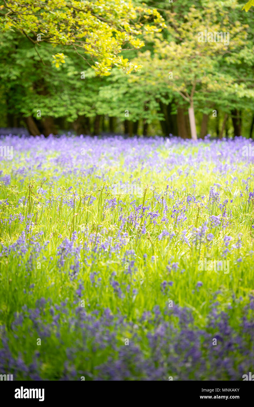 Bluebells blühen in Wäldern im Frühjahr im Margaret Wood Bluebell obere Denby Yorkshire UK Stockfoto