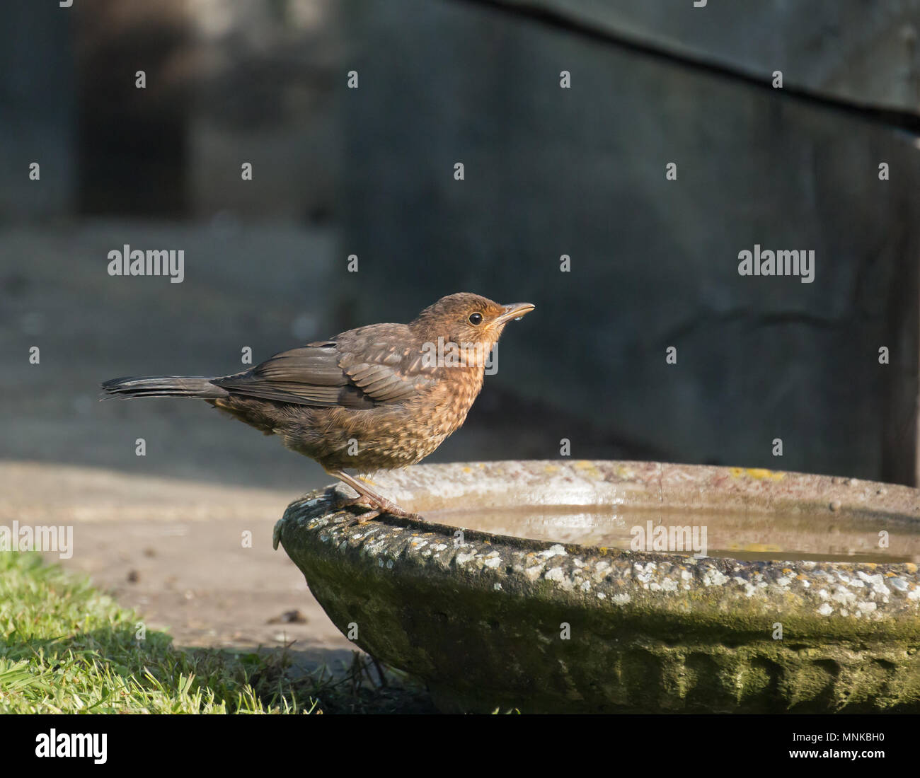 Junge europäische Amsel trinken aus vogelbad in Sussex Garden im Mai. Stockfoto