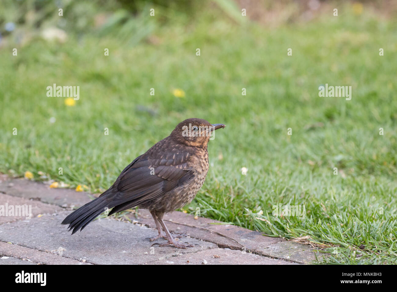 Europäische Blackbird Junge in Sussex Garden. Stockfoto