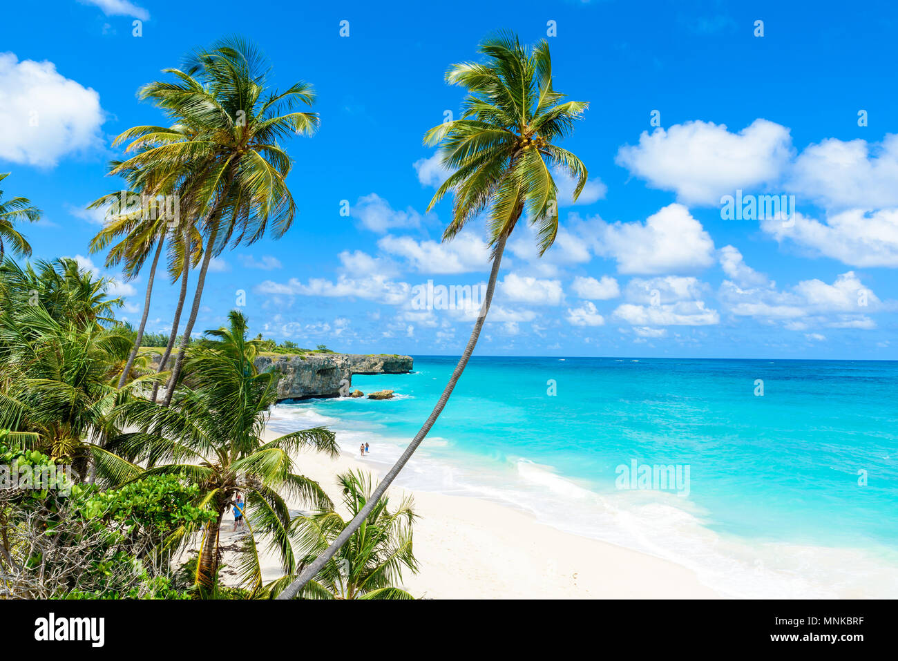 Bottom Bay, Barbados-Paradise Beach auf der karibischen Insel Barbados. Tropischen Küste mit Palmen über das türkisfarbene Meer hängen. Panoramablick auf das Foto. Stockfoto