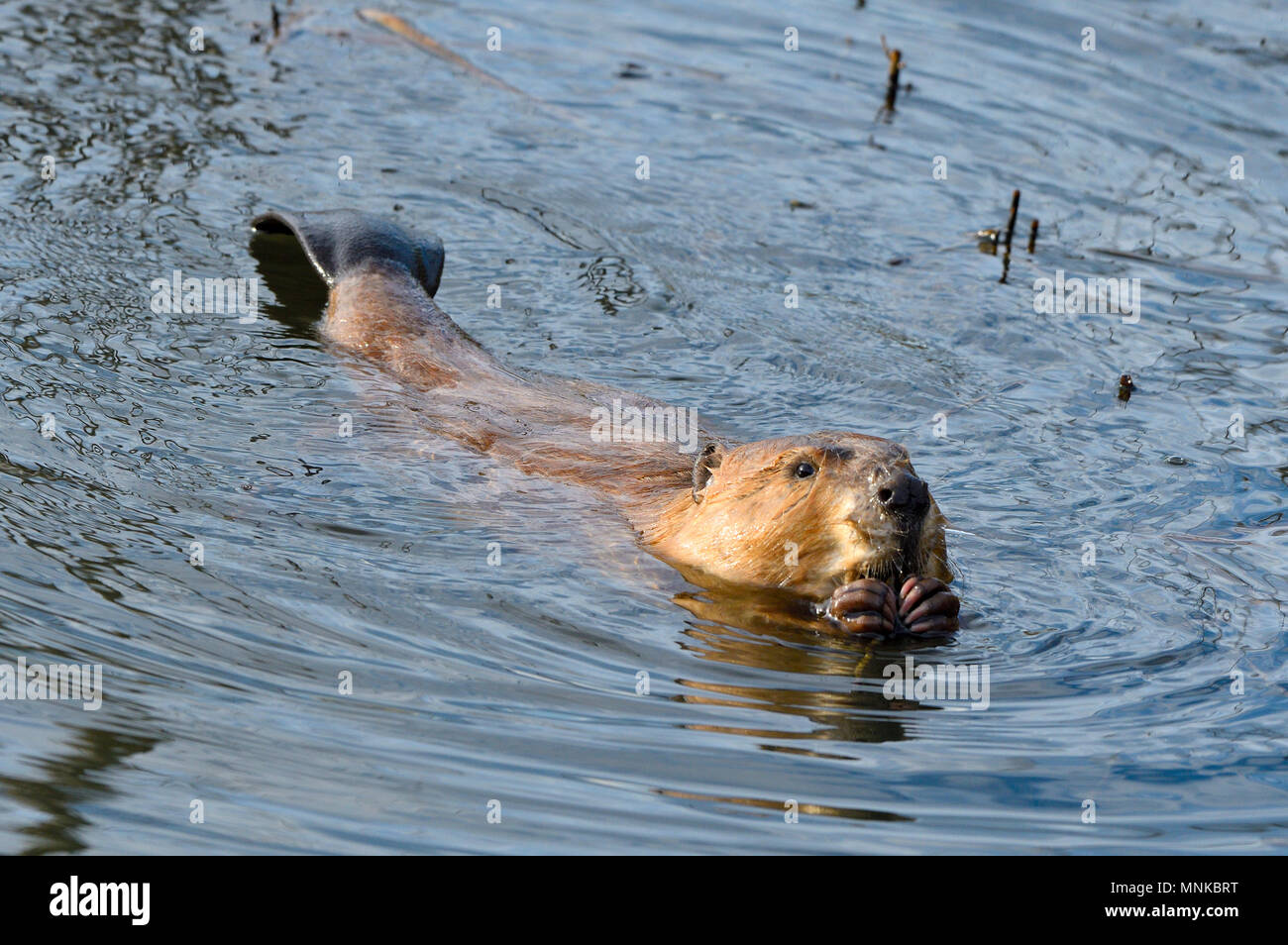 Ein wilder Biber (Castor canadensis), Floating mit seinem Schwanz für mehr Ausgewogenheit auf dem Wasser seiner Teich Fütterung auf einige Unterwasser Vegetation Stockfoto