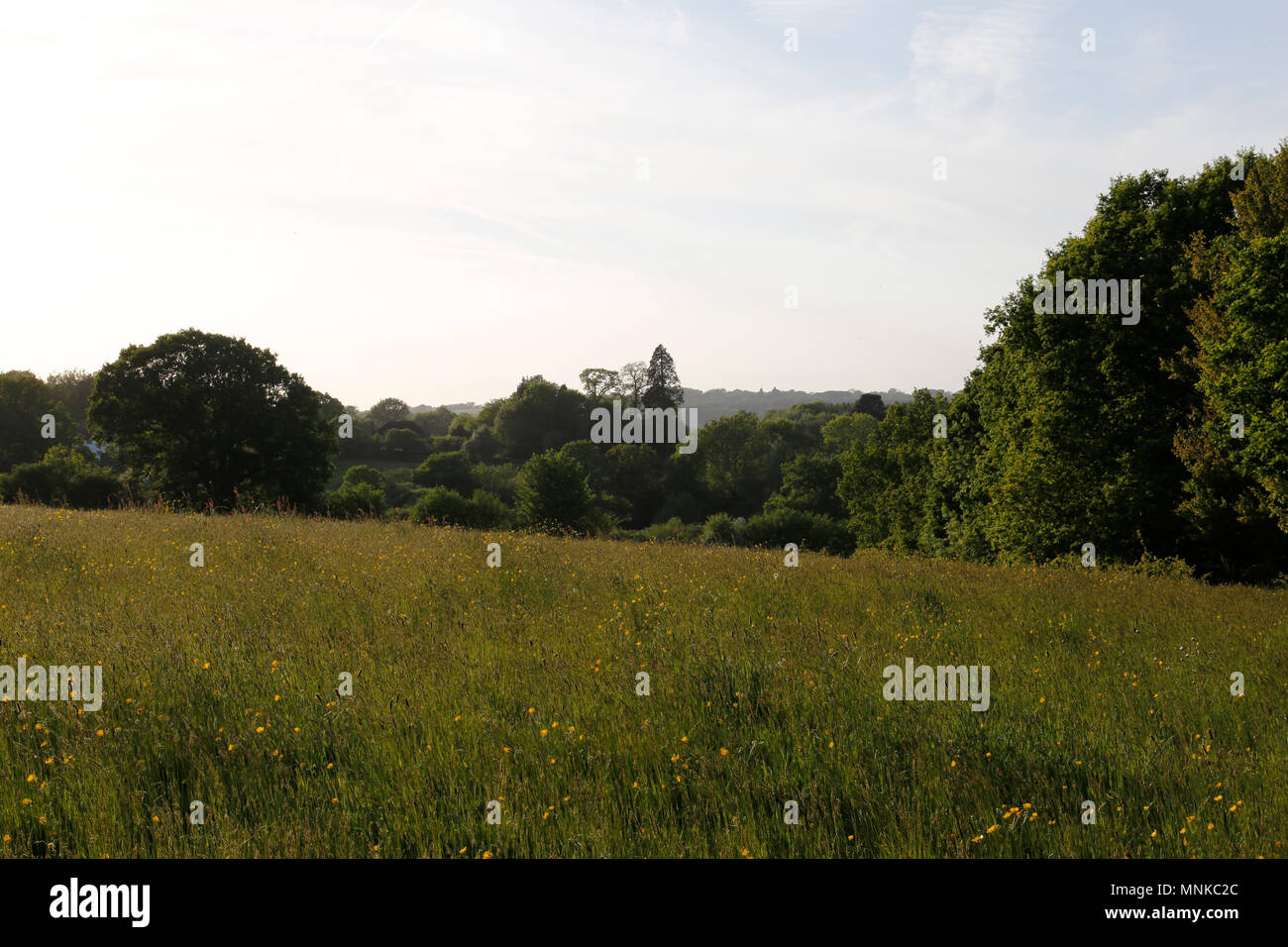 Bereich der Gras in Abend sommer sonne Stockfoto