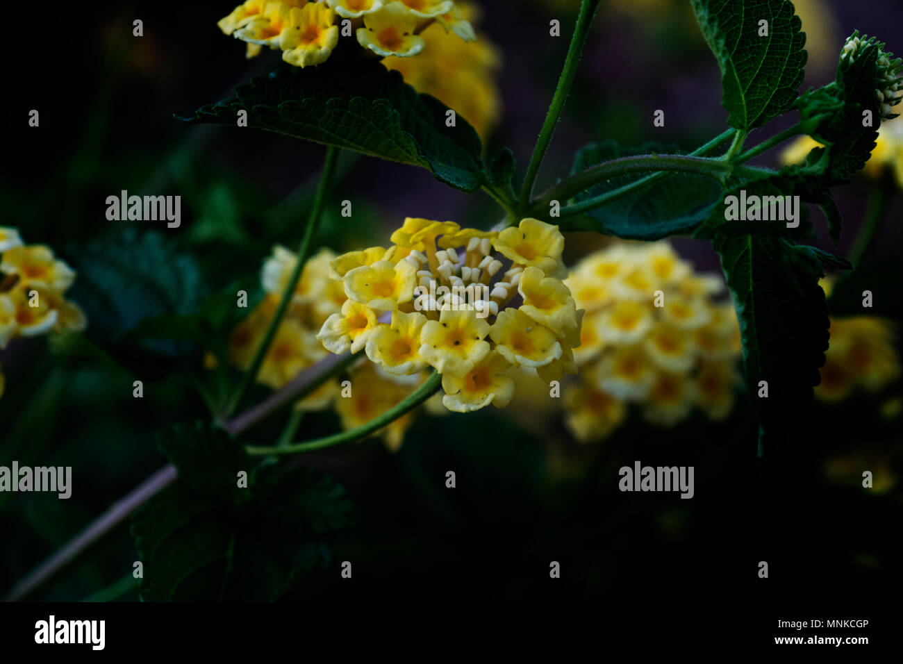 Gelb Lantana Blüten Stockfoto