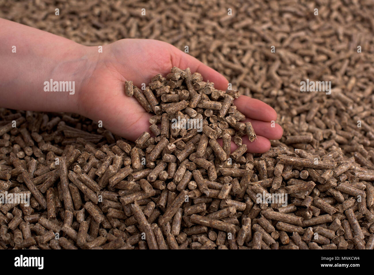 Kiefer woden Biomasse Pellets in den Händen gebildet Stockfoto