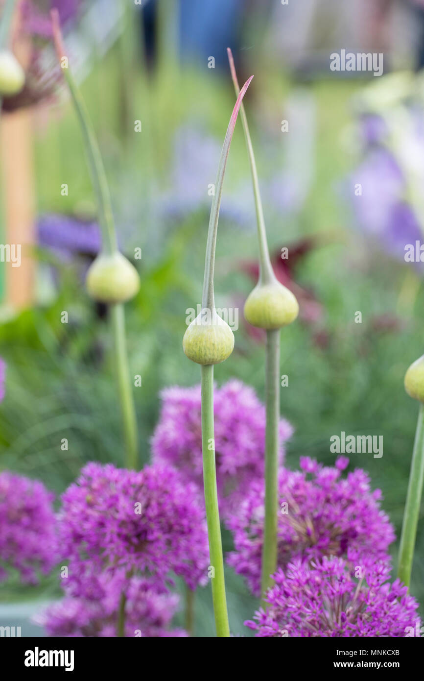 Allium ampeloprasum. Elefant Knoblauch Blütenknospen eine Blume zeigen. Großbritannien Stockfoto