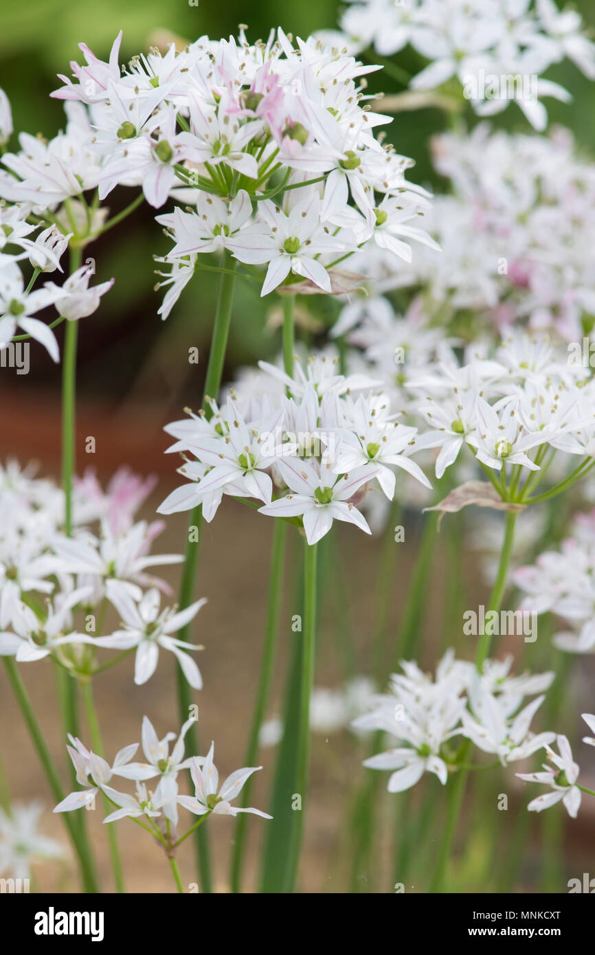 Allium cameleon. Zierpflanzen Zwiebel Blumen. Großbritannien Stockfoto