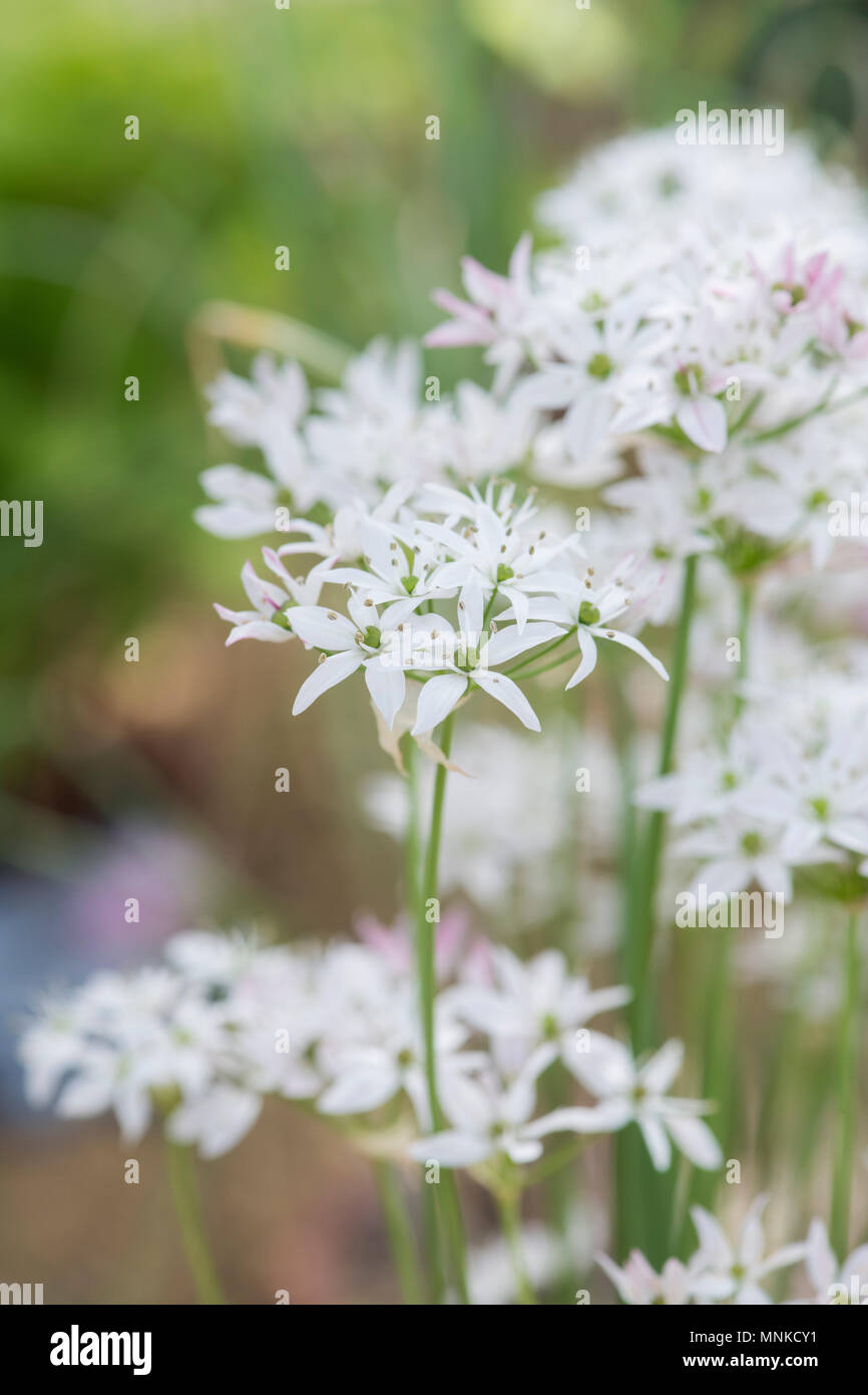 Allium cameleon. Zierpflanzen Zwiebel Blumen. Großbritannien Stockfoto