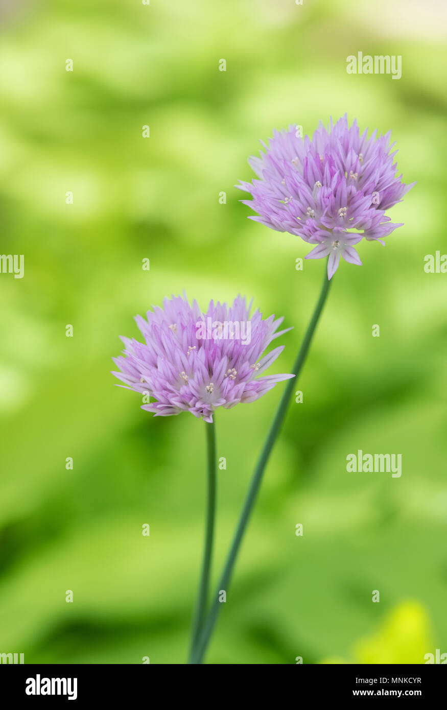Allium umbilicatum Boiss Blumen vor einem grünen Hintergrund Stockfoto