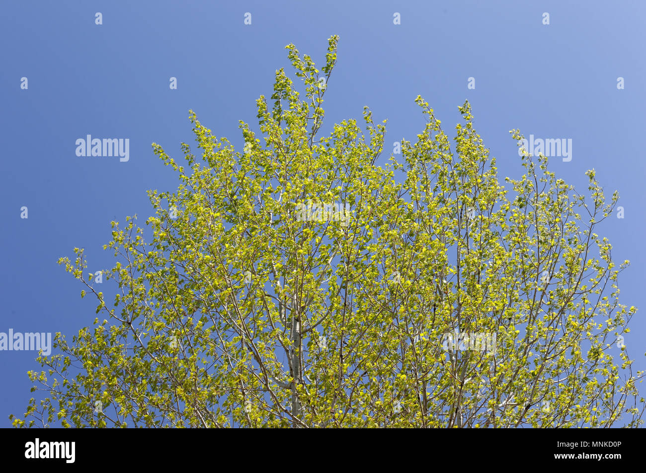 Quebec, Kanada. White Poplar Blätter im Frühling Stockfoto