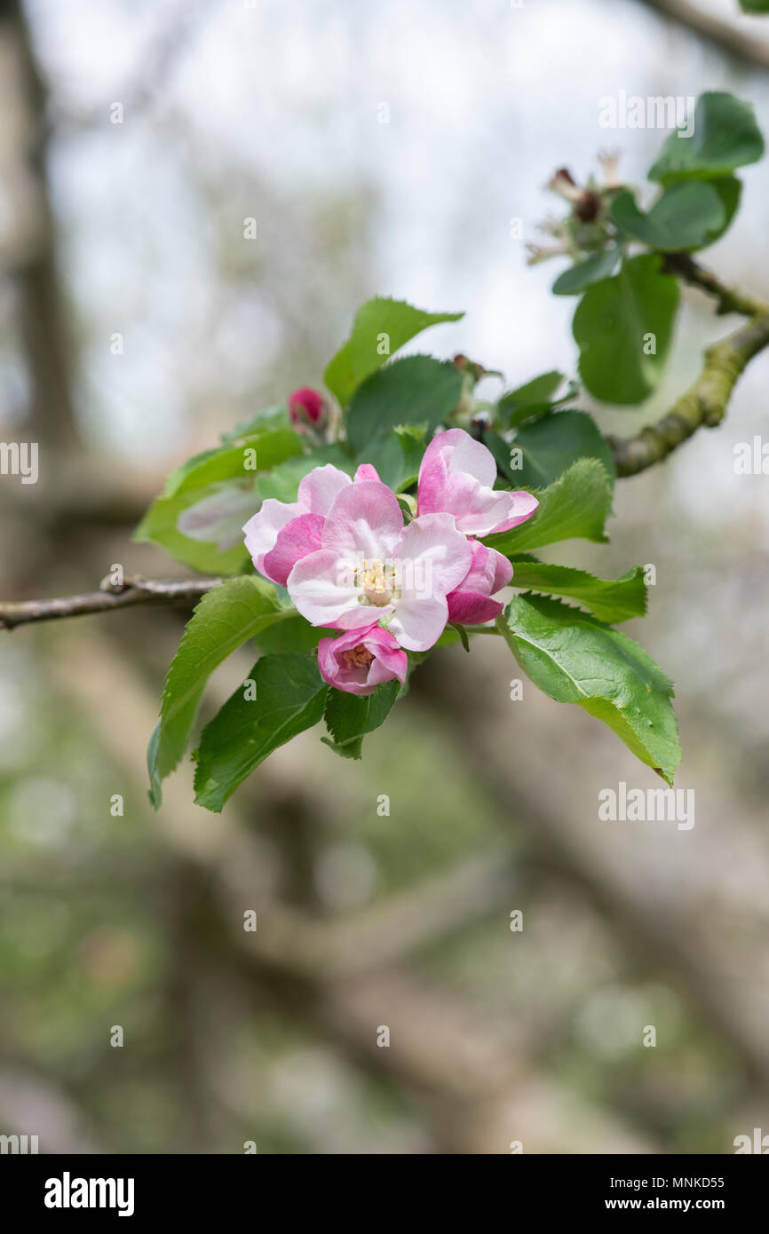 Malus Domestica" Bramley's Seedling'. Kochen Apfelbaum Blüte im Frühjahr. Großbritannien Stockfoto