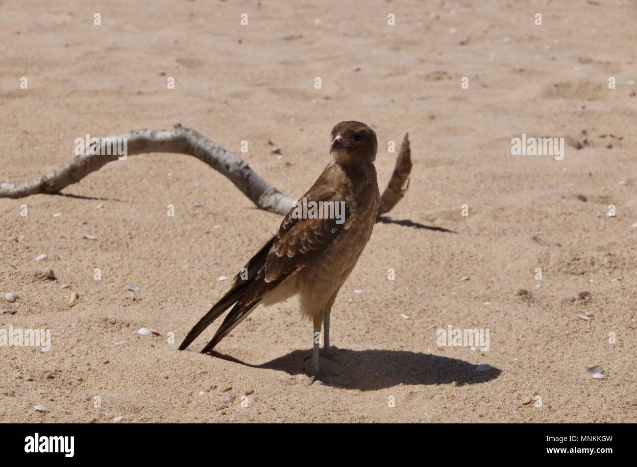 Hawk am Strand in Uruguay Stockfoto