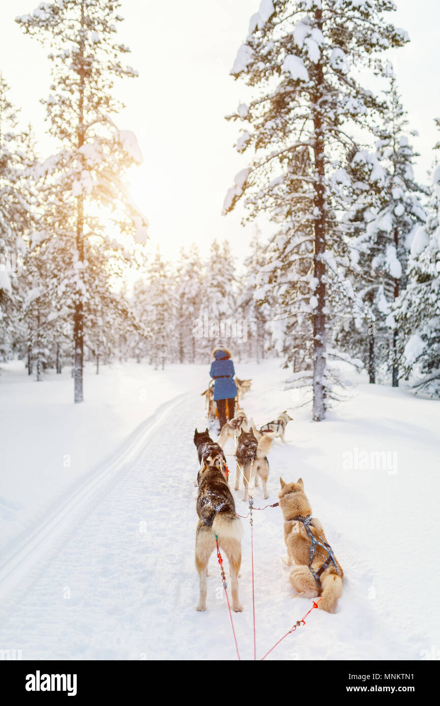 Rodeln mit Husky Hunde in Lappland, Finnland Stockfoto