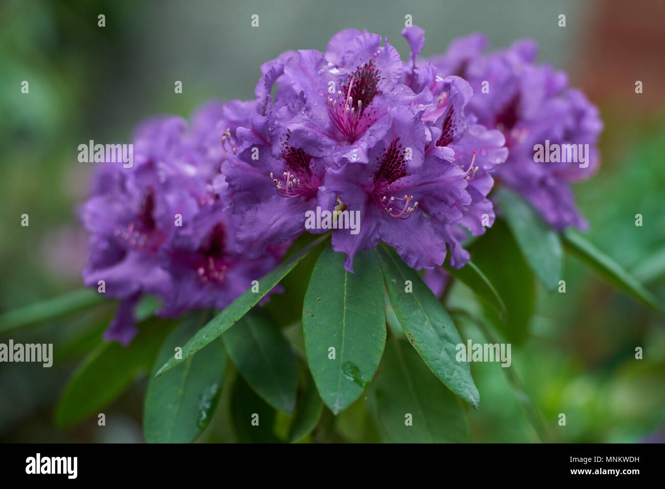 Rhododendron Azurro violett blau violetblossom ppigen Rhododendron Blten  Nahaufnahme Rhododendron blhenden Rhododendron Blte Frhling blht  Rhodendron Stockfotografie - Alamy