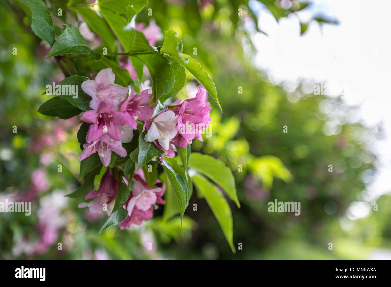 Der Zweig der Rhododendron im Hintergrund eines gebrochenen grünen Hintergrund. Schöne Landschaft Stockfoto