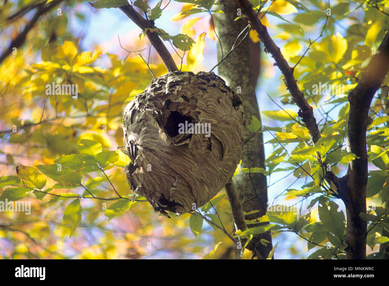 Ein Bienen Nest hoch oben in einem Baum im Wald von Easton, Massachusetts, USA Stockfoto