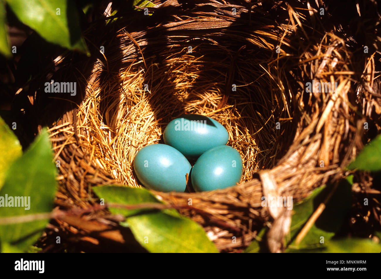 Ein von Robin (T. migratorius) Nest mit drei Eier auf Cape Cod, Massachusetts Auf Cape Cod Stockfoto