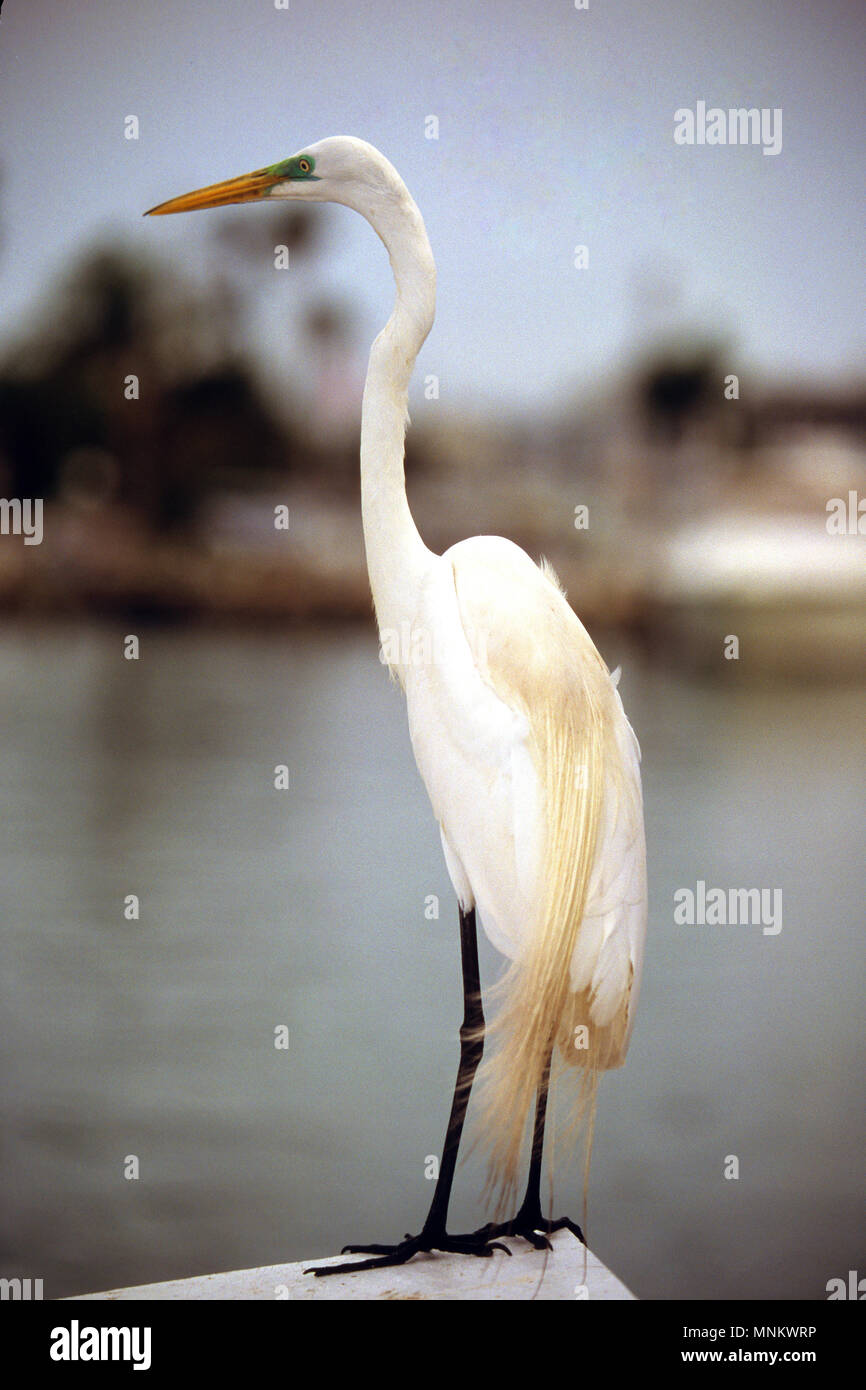 Ein Snowy Egret (Egretta thula) auf einem Dock in Clearwater, Florida, USA Stockfoto