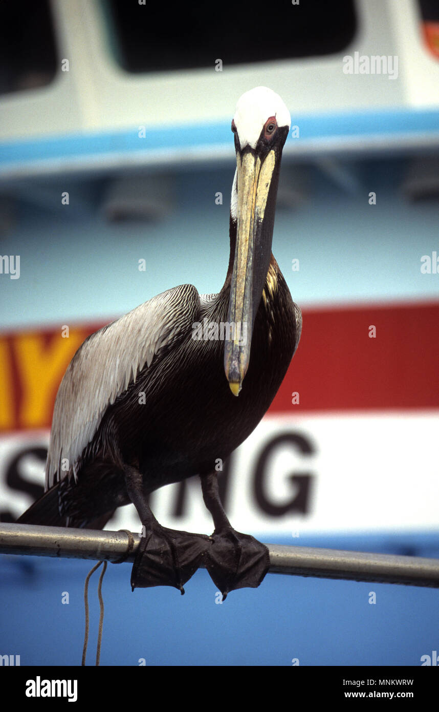 Ein Pelikan (Familie der Pelecanidae) auf die Docks von Clearwater, Florida, USA Stockfoto