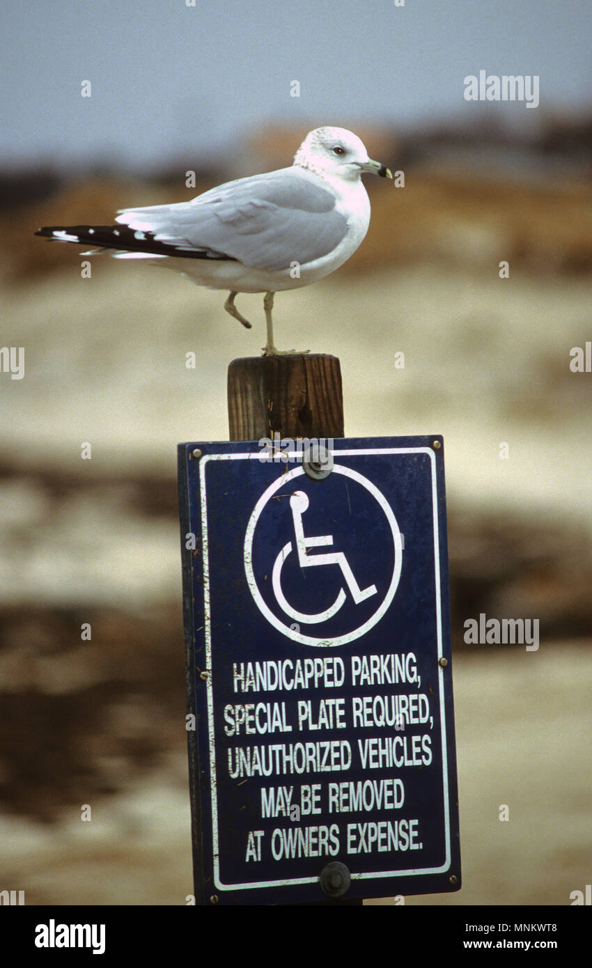 Ein behinderter Seagul (ein Bein), an der richtigen Stelle auf Cape Cod, USA geparkt Stockfoto