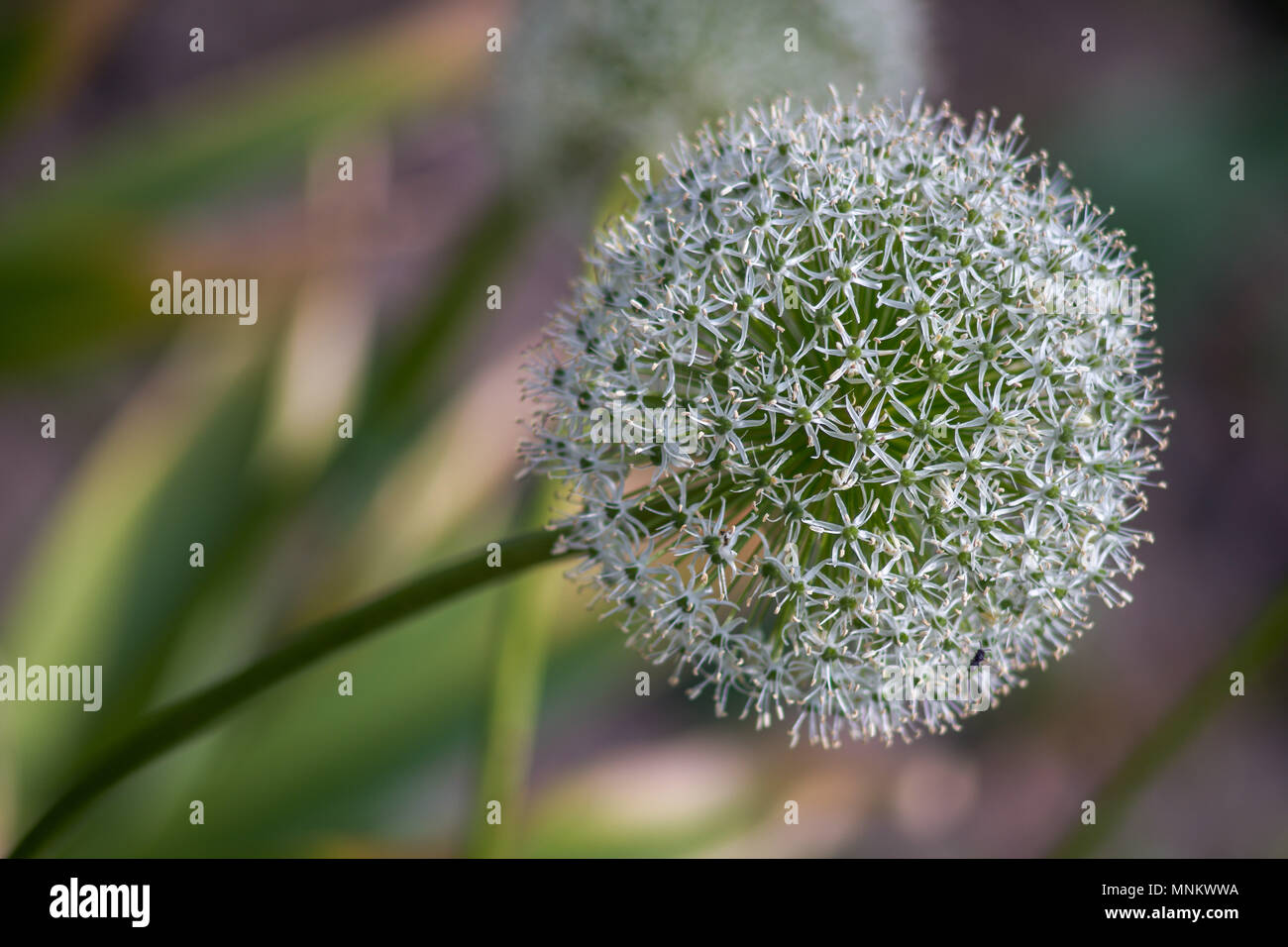 Allium gladiator blumen schließen sich Fotos und Bildmaterial in