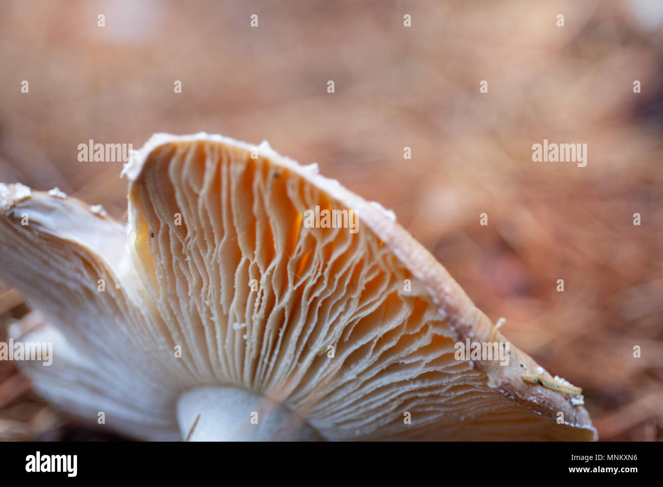 Pilze im Wald im Herbst Stockfoto