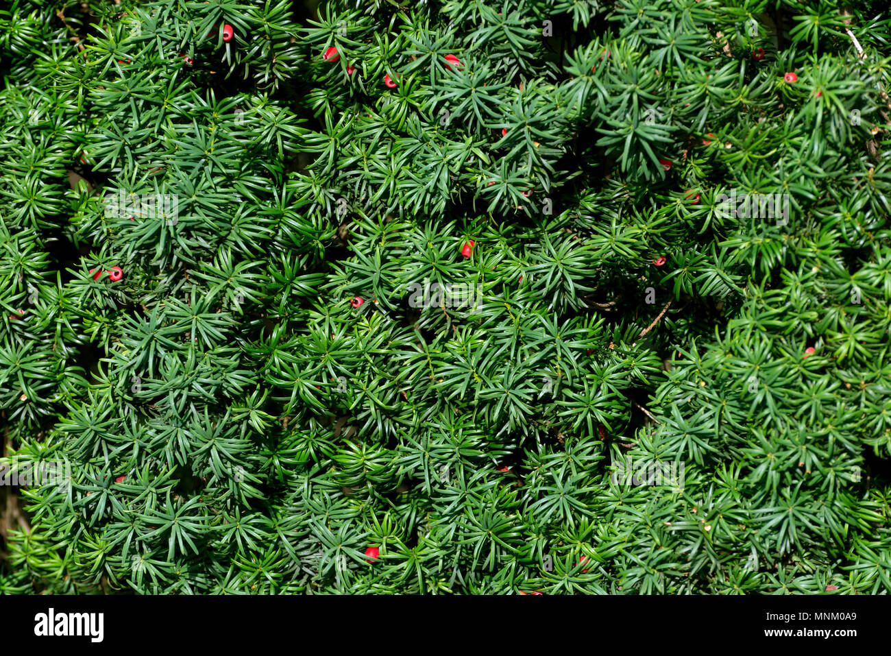 Englisch Eibe oder Europäische Eibe grüne Zweige mit roten Beeren. Hintergrund mit grünen Nadeln einer Beere Eibe Stockfoto