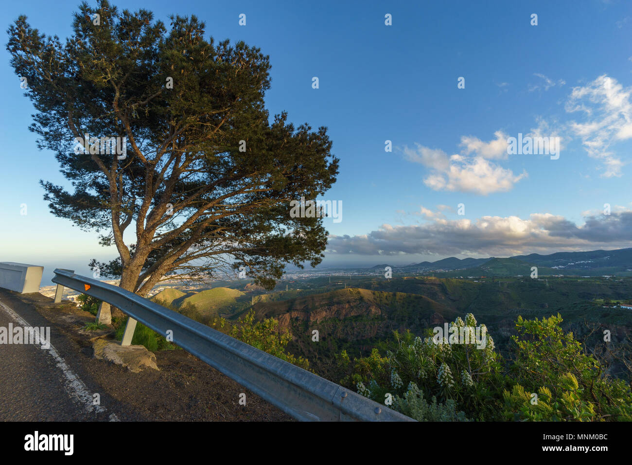 Straßensperre und Baum am Rande der Caldera de Bandama, Gran Canaria, Kanarische Inseln, Spanien Stockfoto