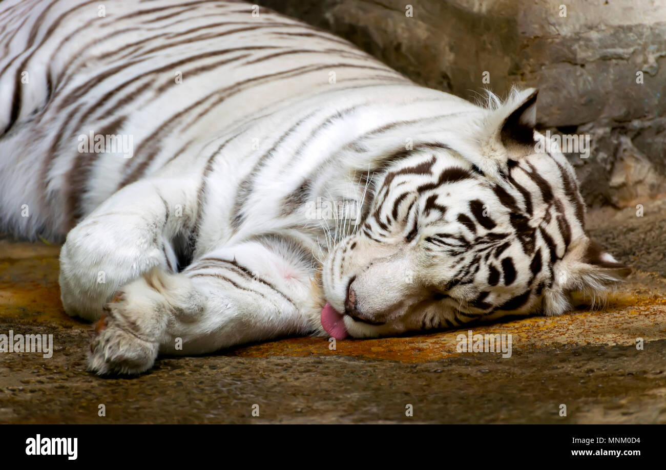 Bengali weiß tigerThis ist eine seltene und gefährdete Tiger. Die weißen Tiger leben in Nord- und Mitteleuropa Indien. Stockfoto