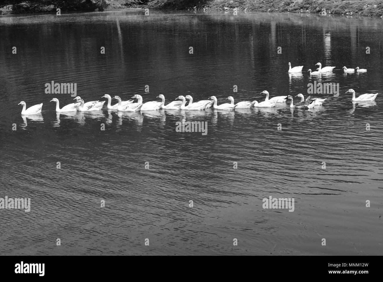 Gans schwimmen SchwarzweißStockfotos und bilder Alamy