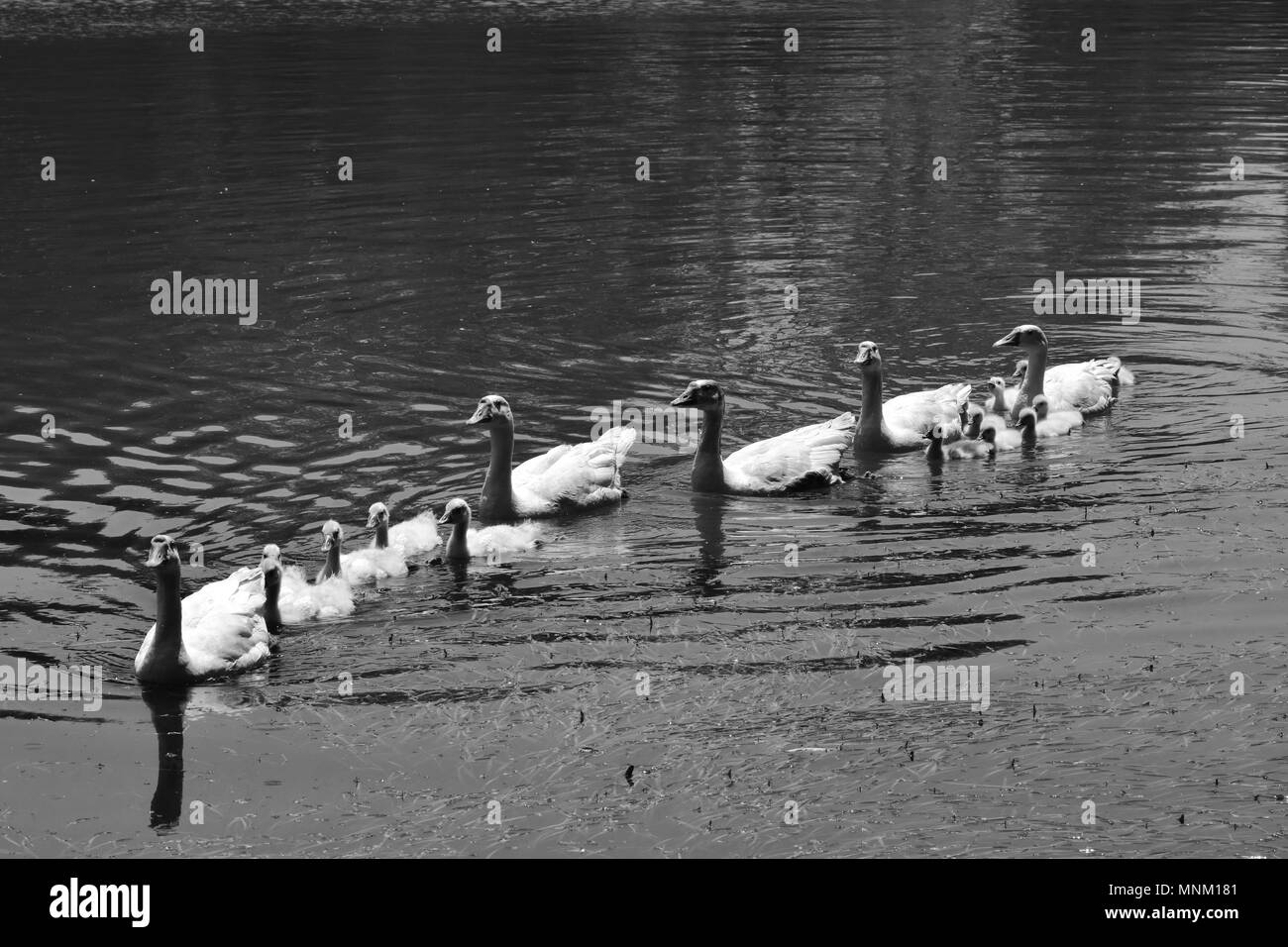 Eine Herde von chinesischer Gänse und Gänschen in einem Teich in natürlicher Umgebung. Stockfoto